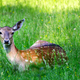 Illustration for article titled 16 Goddamn Deer I Accidentally Hit On My Way Out Of The Movie Theater Parking Lot